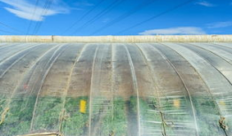 吃瓜群爆料大棚视频播放,吃瓜群爆料视频背后的真相揭晓